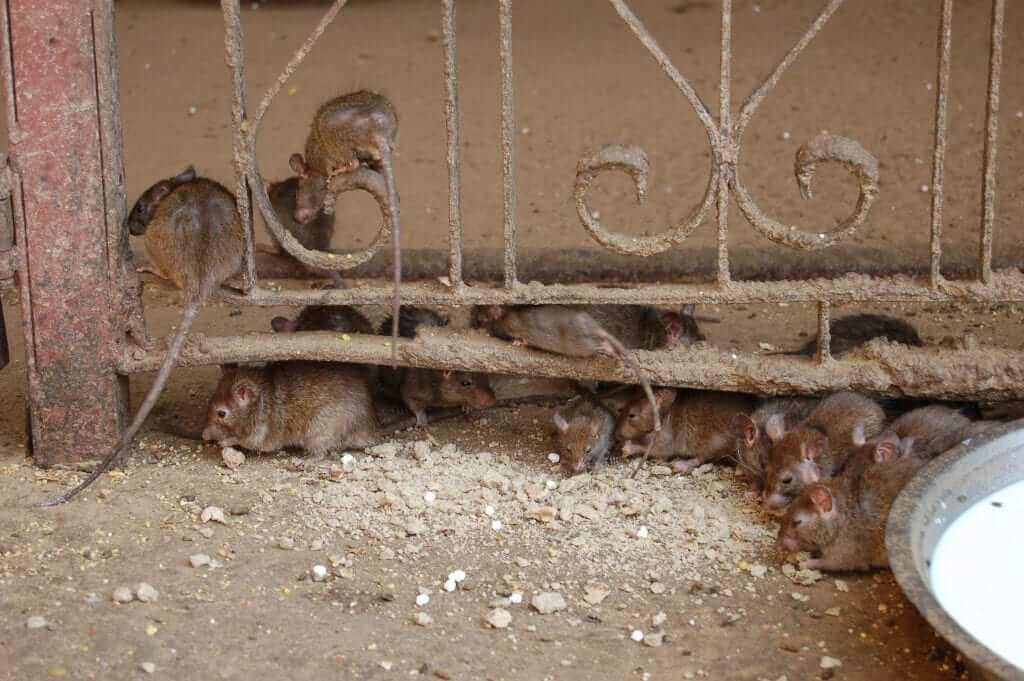 Karni Mata, Templo de las ratas, Rajastán, India