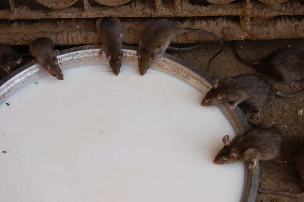 Karni Mata, Templo de las ratas, Rajastán, India