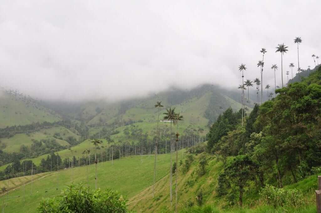 valle de Cocora, Colombia